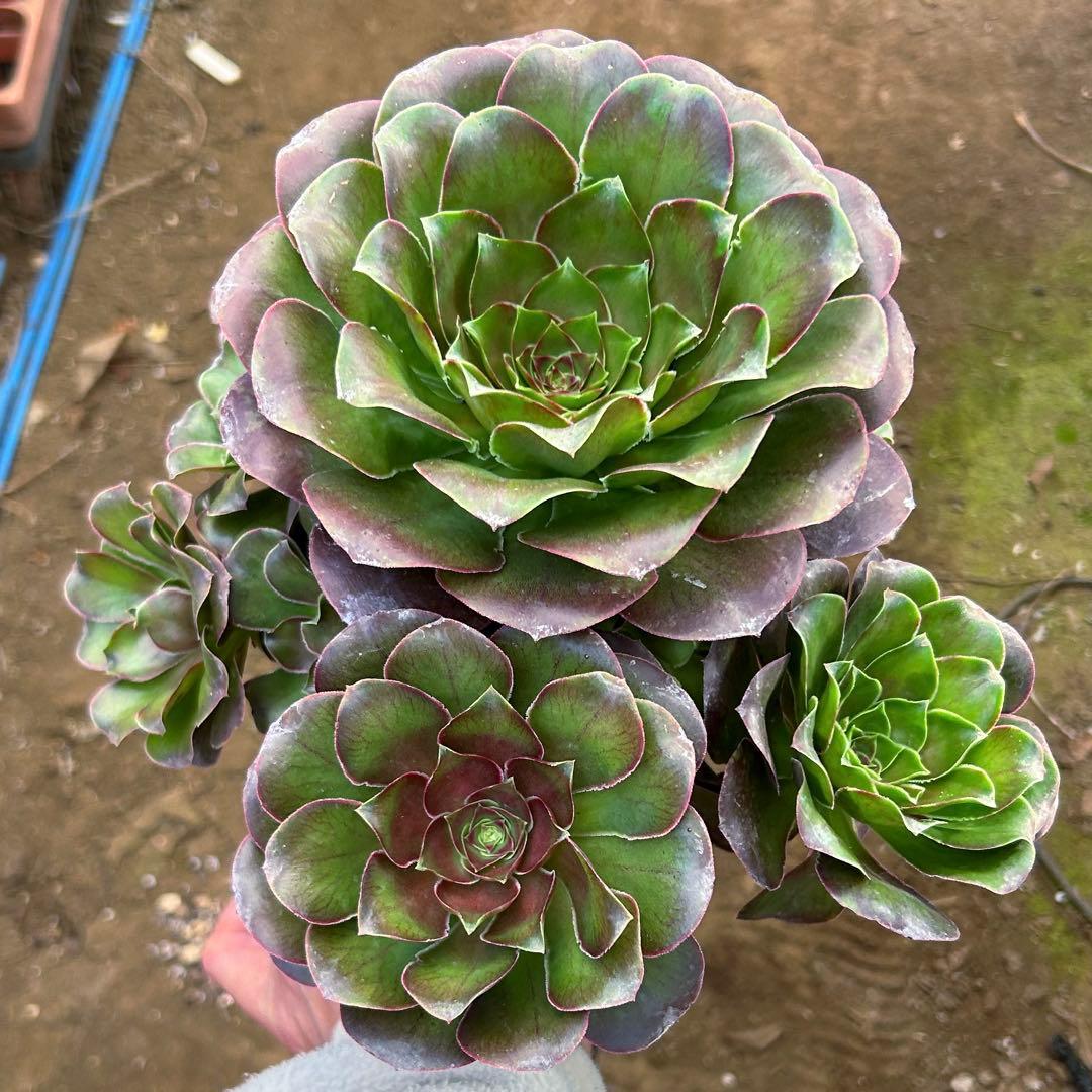 激安‼️お買得‼️アエオニウム　選別株　希少‼️グレー魅金ローズ　大株　群生苗　抜き苗