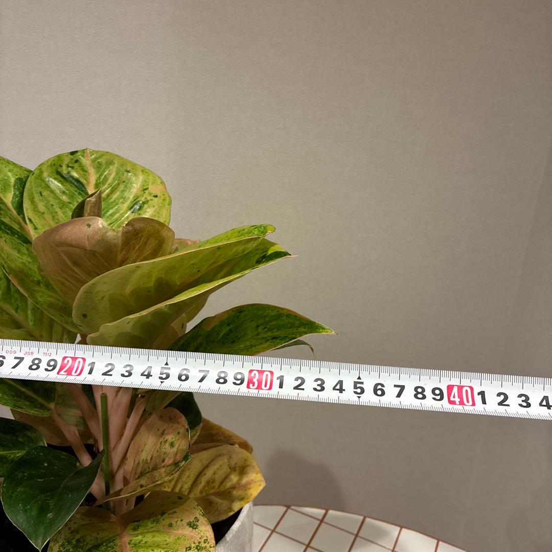 【希少】アグラオネマ・アップルファンタジー 7号　　　　鉢カバーセット