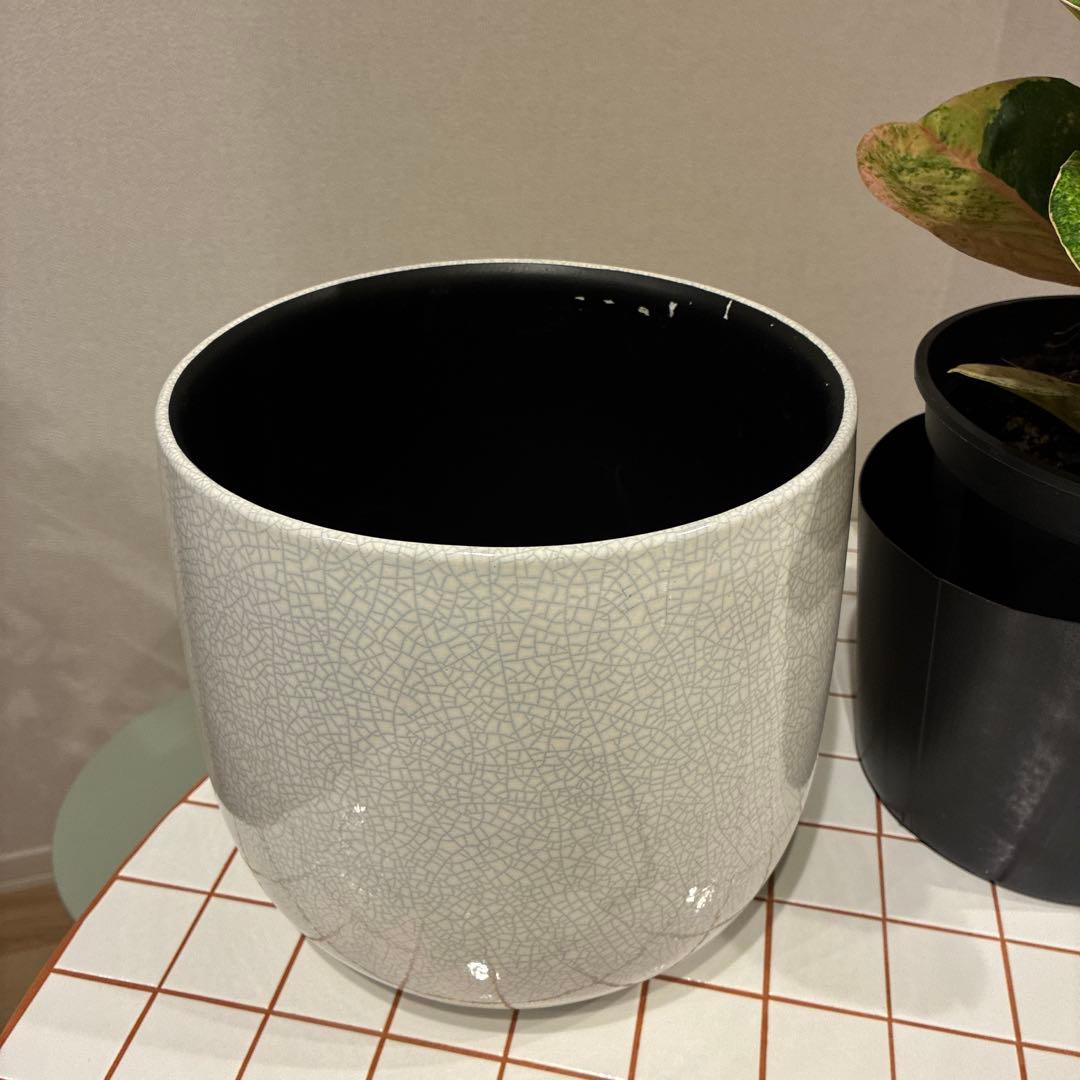 【希少】アグラオネマ・アップルファンタジー 7号　　　　鉢カバーセット