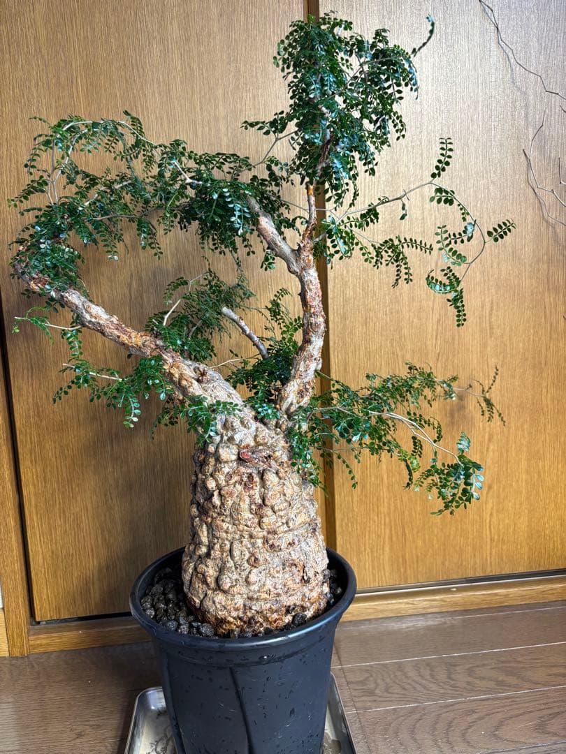 発根済み　オペルクリカリア　パキプス