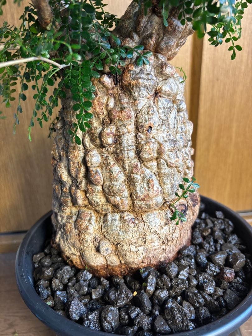 発根済み　オペルクリカリア　パキプス