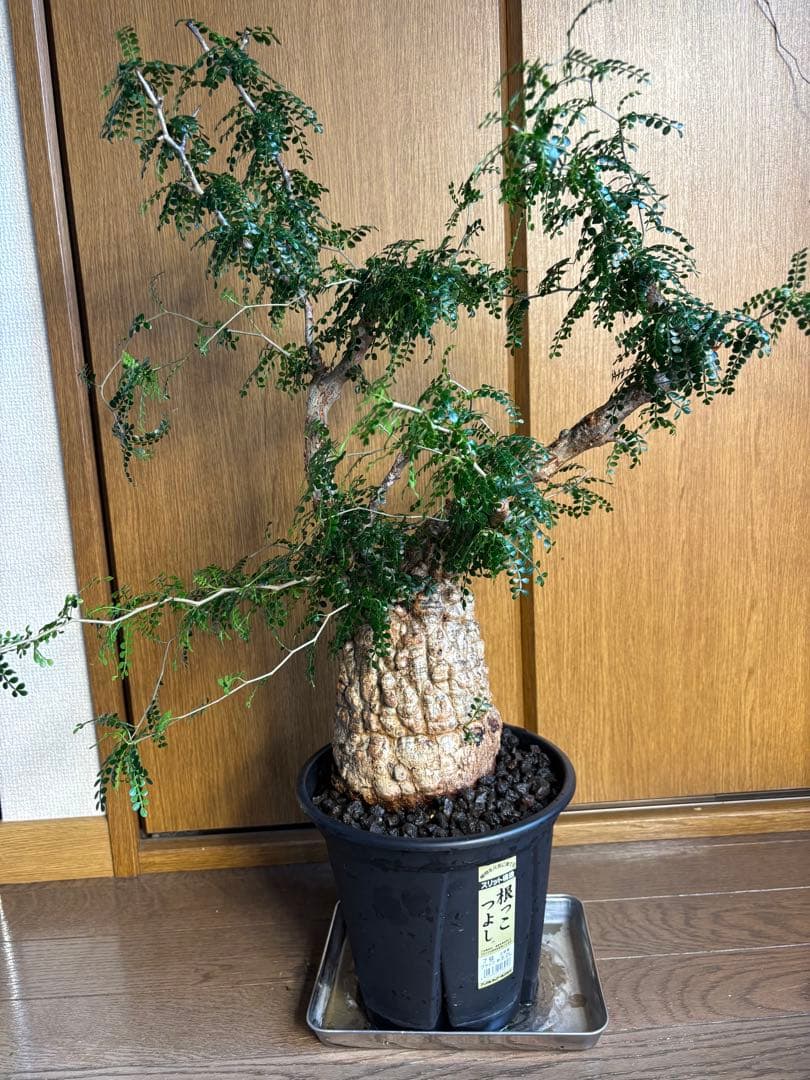 発根済み　オペルクリカリア　パキプス