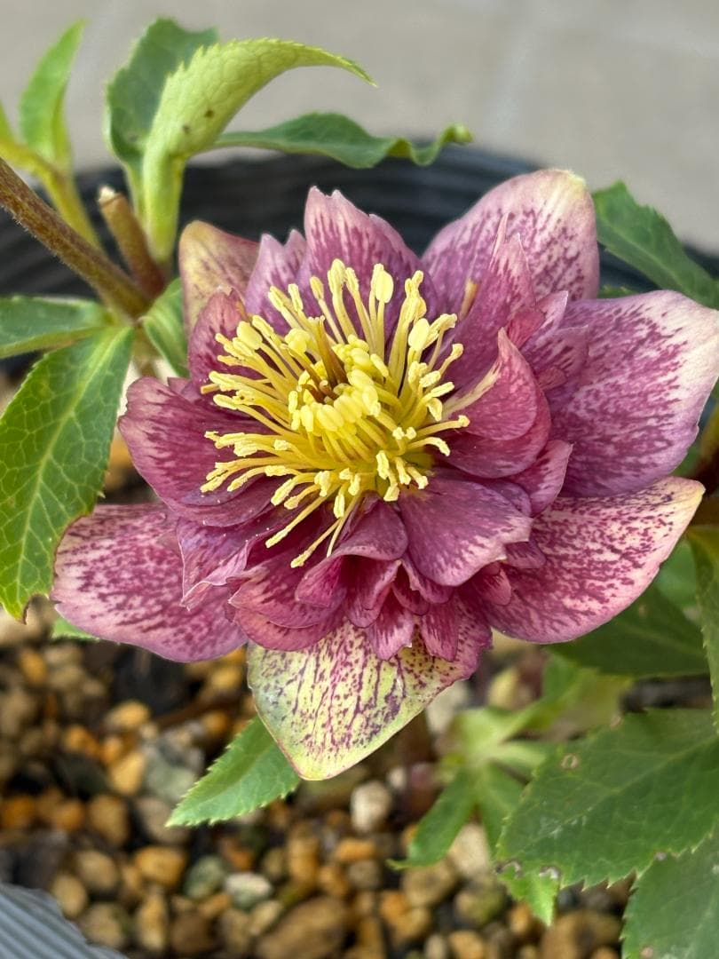 認定　アンティークモーリー　クリスマスローズ開花株