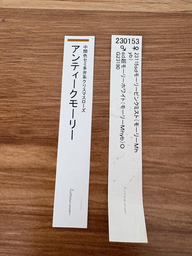 認定　アンティークモーリー　クリスマスローズ開花株