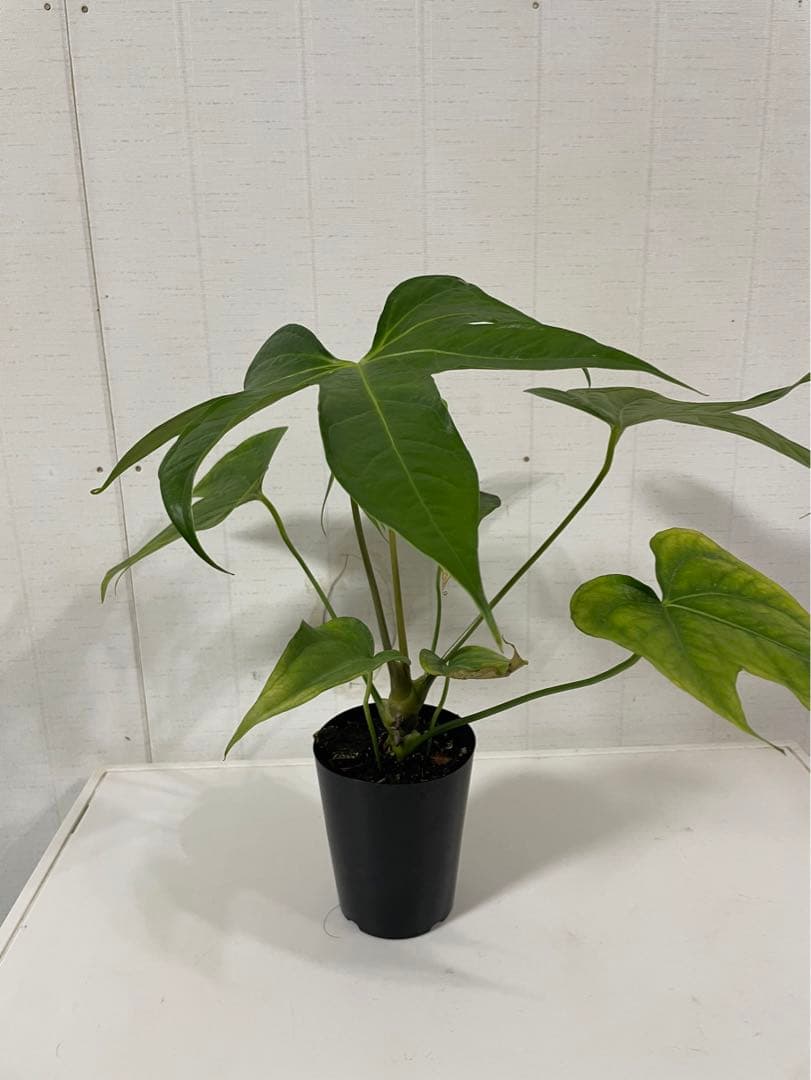 アンスリウム ペダトラディアツム - メルカリ