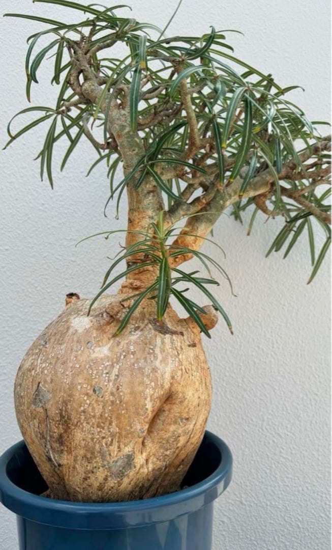 超大株 アデニウム　ソマレンセ　発根済み　現地球　おまけ　種子付き