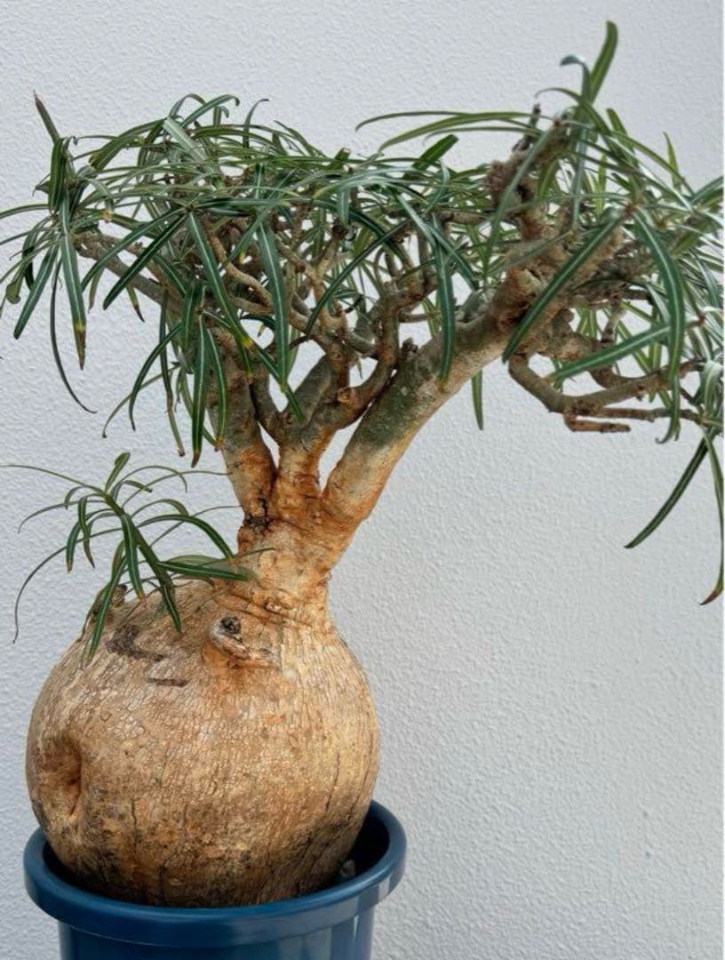 超大株 アデニウム　ソマレンセ　発根済み　現地球　おまけ　種子付き