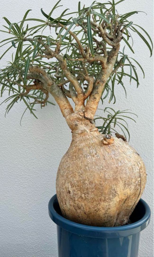 超大株 アデニウム　ソマレンセ　発根済み　現地球　おまけ　種子付き