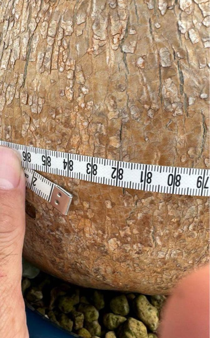 超大株 アデニウム　ソマレンセ　発根済み　現地球　おまけ　種子付き