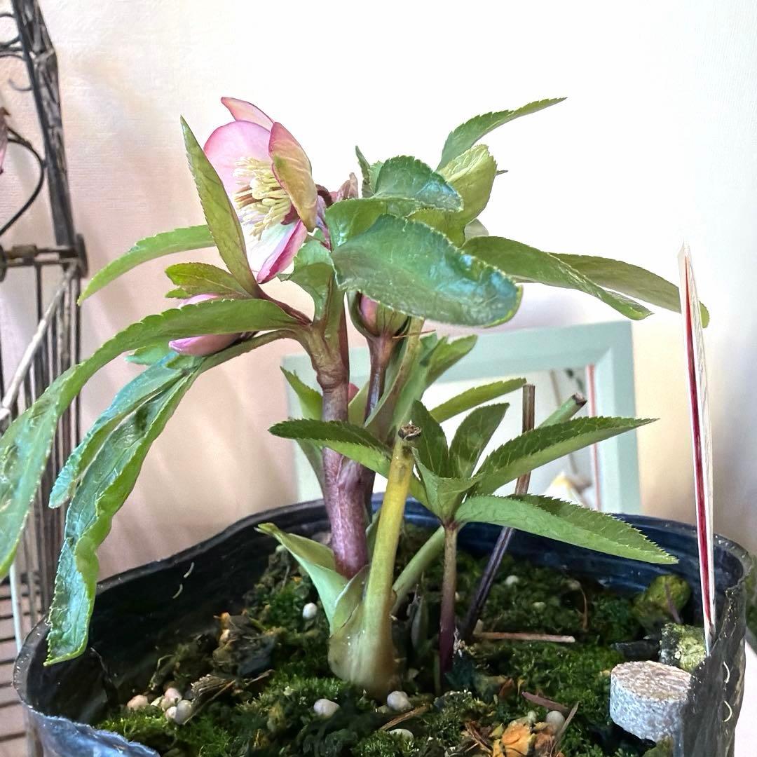 【横山園芸】クリスマスローズ ベビードール《1/5》