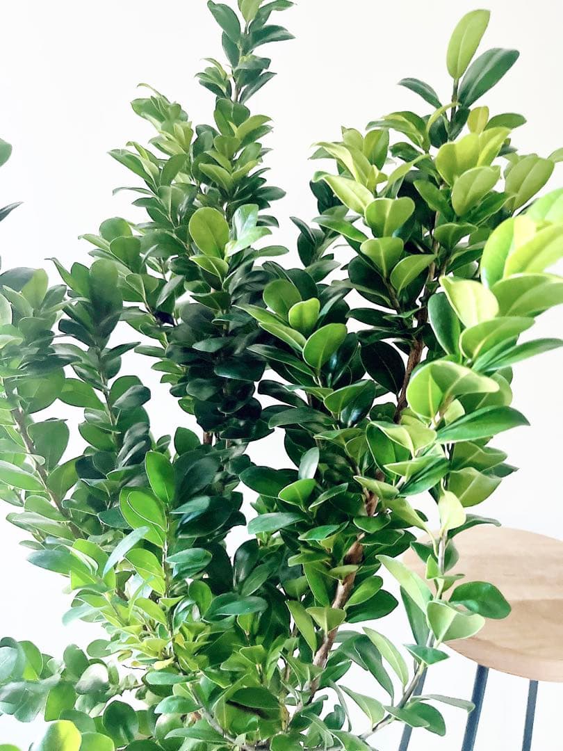 希少 ガジュマル ベビーリーフ 7号鉢 観葉植物 calm cafe