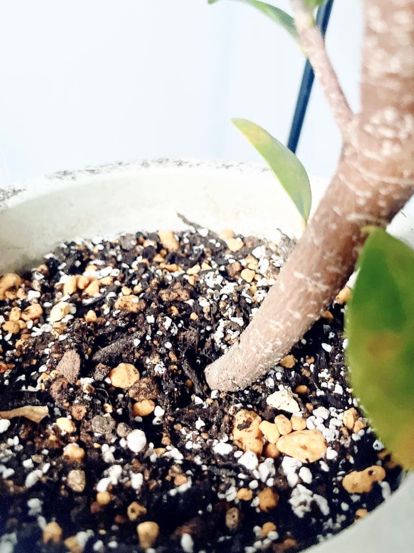 希少 ガジュマル ベビーリーフ 7号鉢 観葉植物 calm cafe