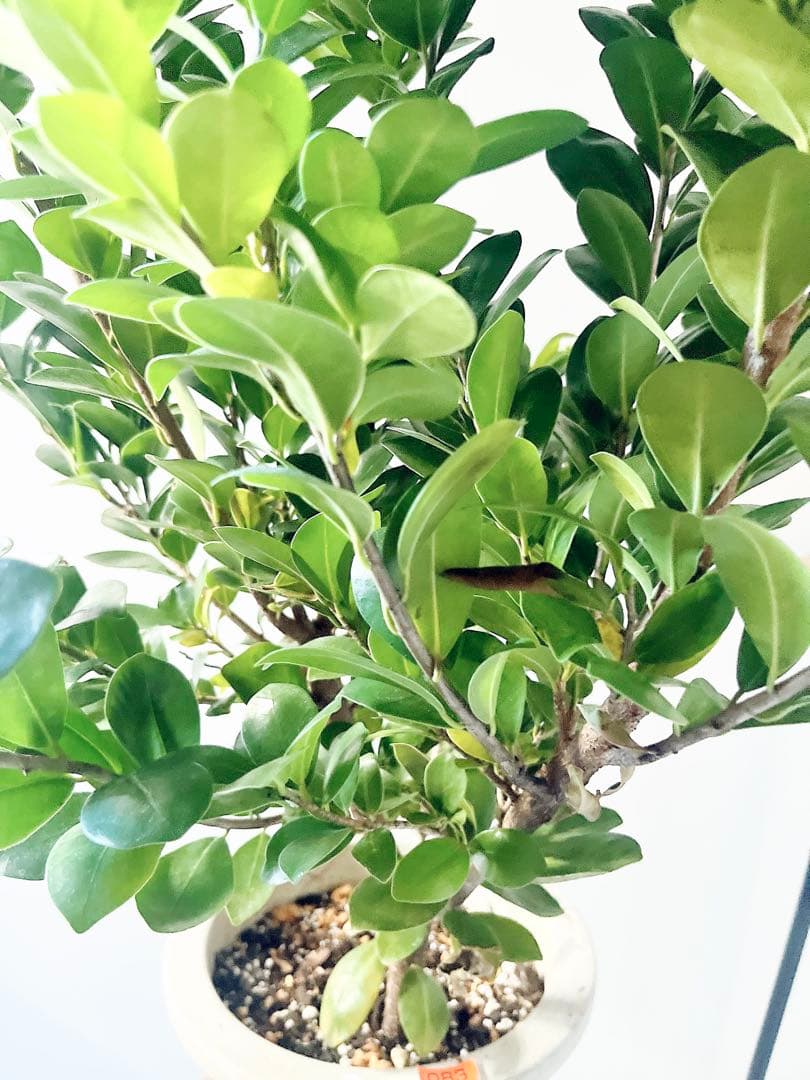 希少 ガジュマル ベビーリーフ 7号鉢 観葉植物 calm cafe