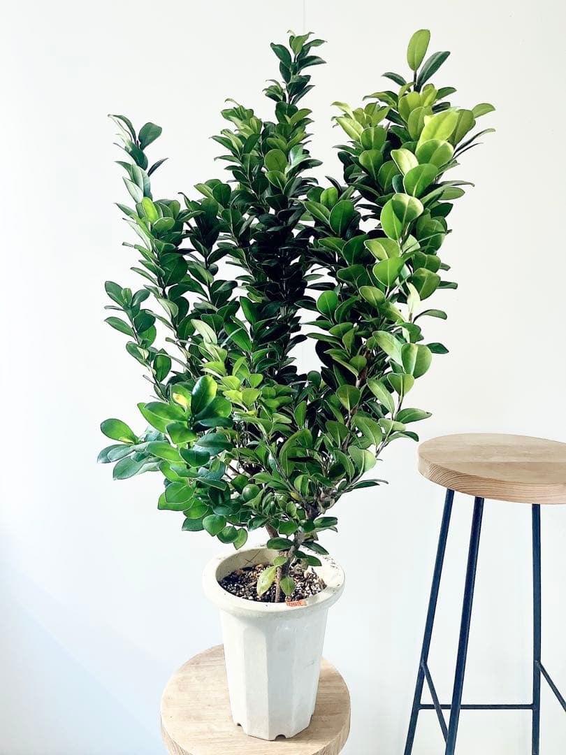 希少 ガジュマル ベビーリーフ 7号鉢 観葉植物 calm cafe