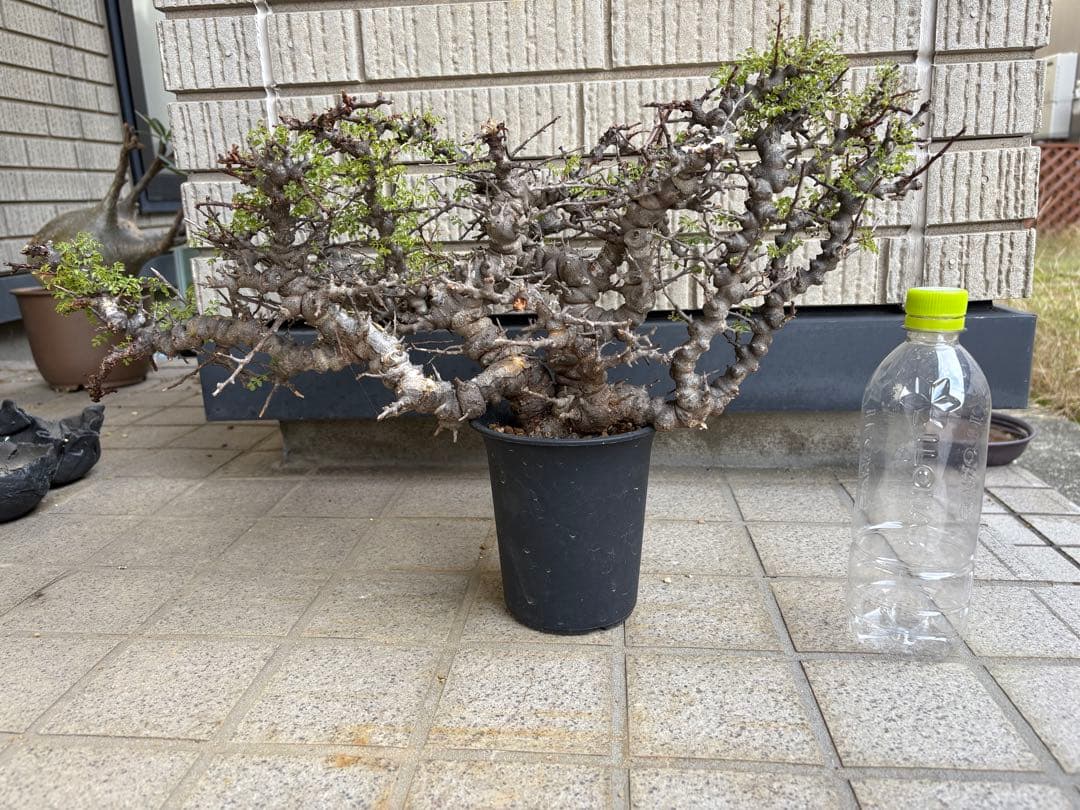 コミフォラ　エイル