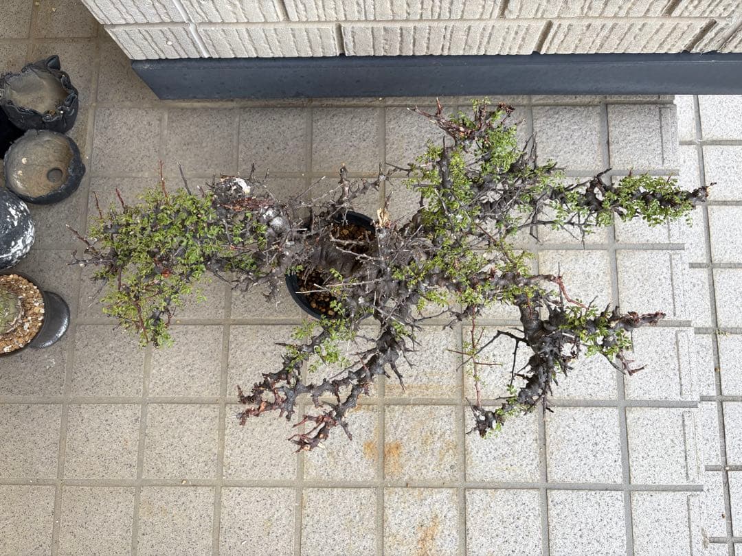 コミフォラ　エイル