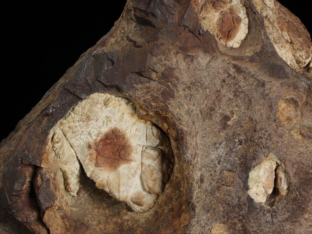 菊花石 花紋石 台座付 3.6kg 鑑賞石 原石 自然石 美石 水石 盆石 飾石