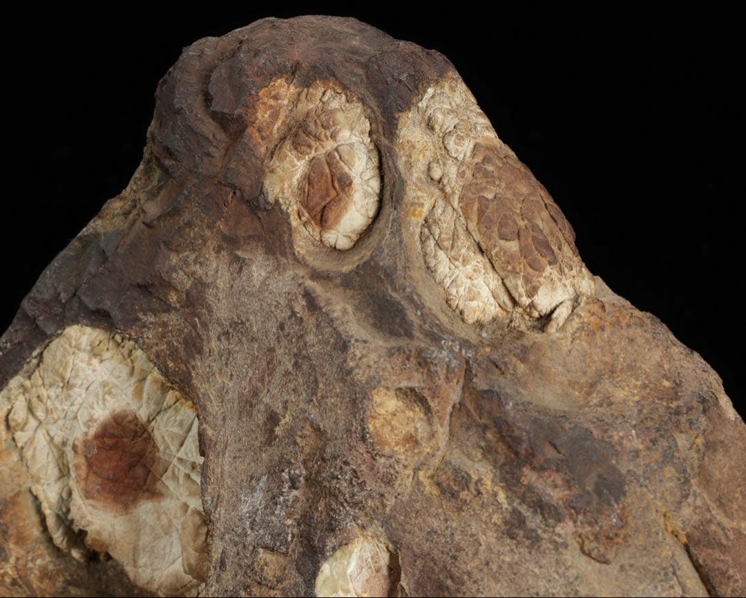 菊花石 花紋石 台座付 3.6kg 鑑賞石 原石 自然石 美石 水石 盆石 飾石