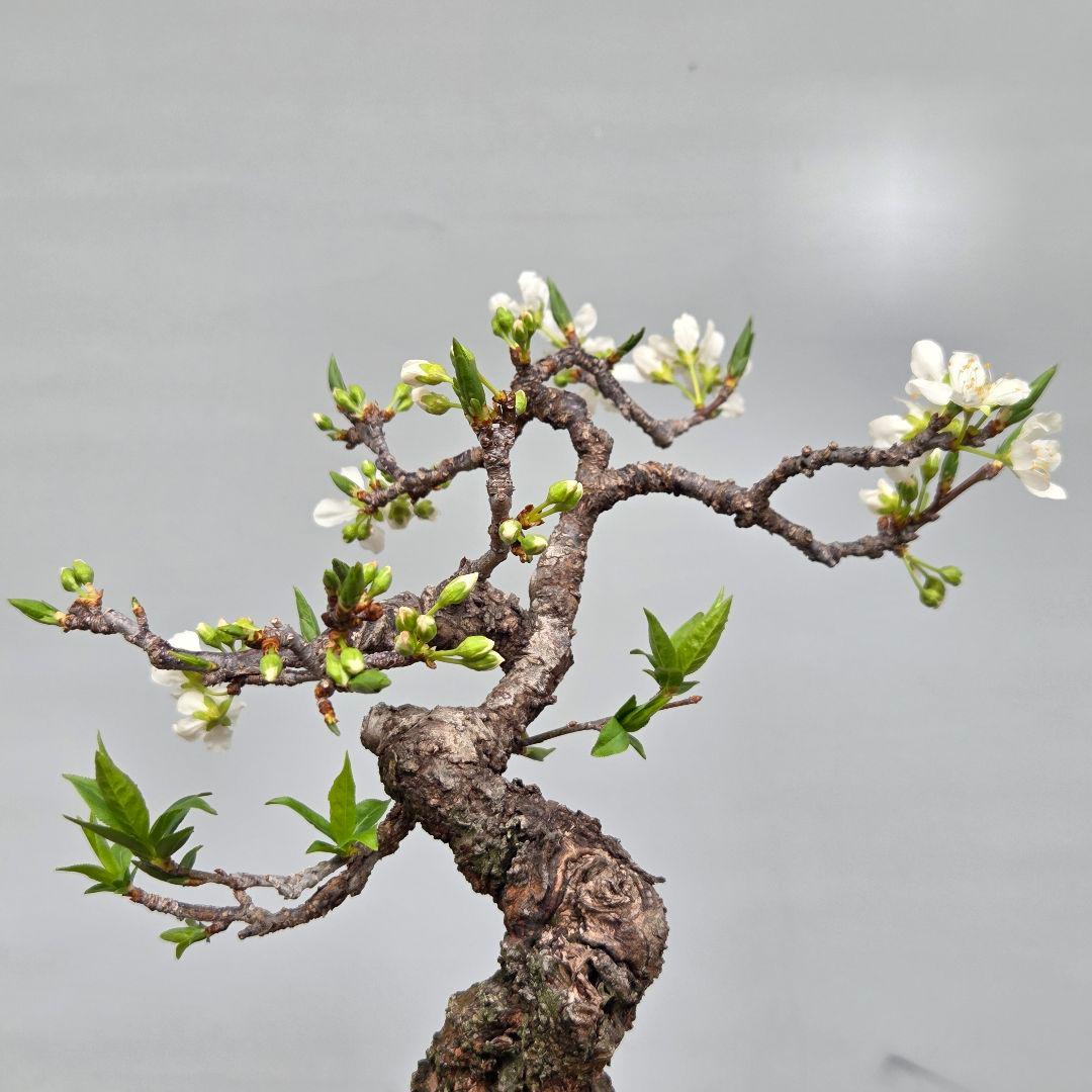 すもも [模様木] 貴風盆栽 - メルカリ