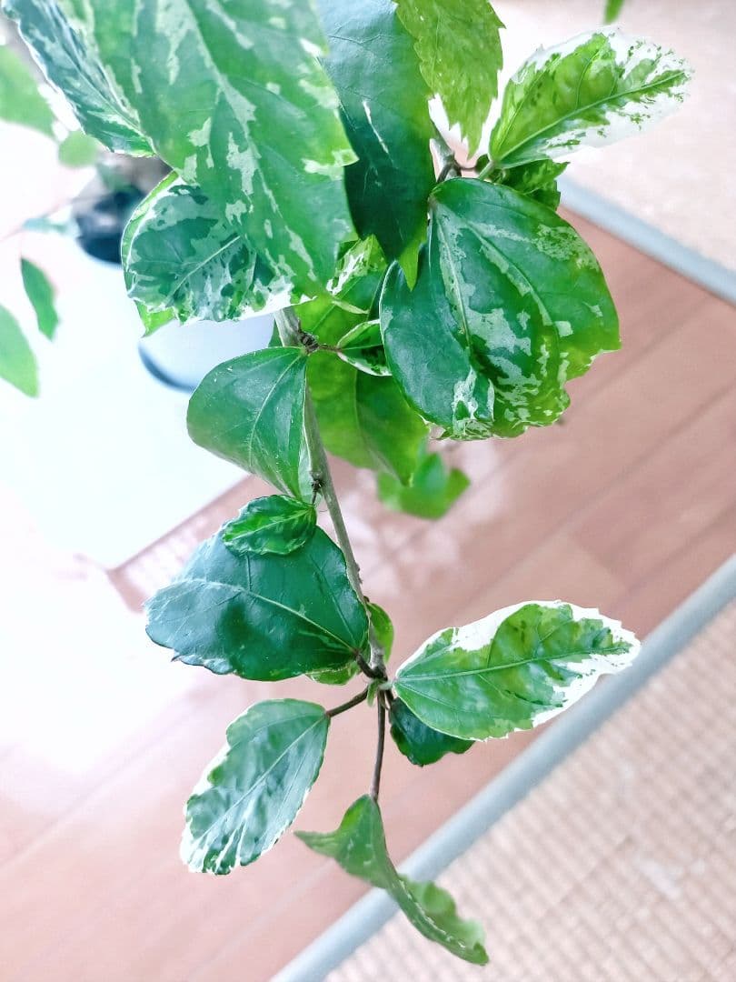 激レア❗️【手渡し・配送は要相談】斑入り観葉植物 フィカス