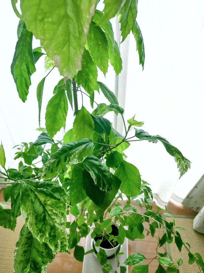 激レア❗️【手渡し・配送は要相談】斑入り観葉植物 フィカス