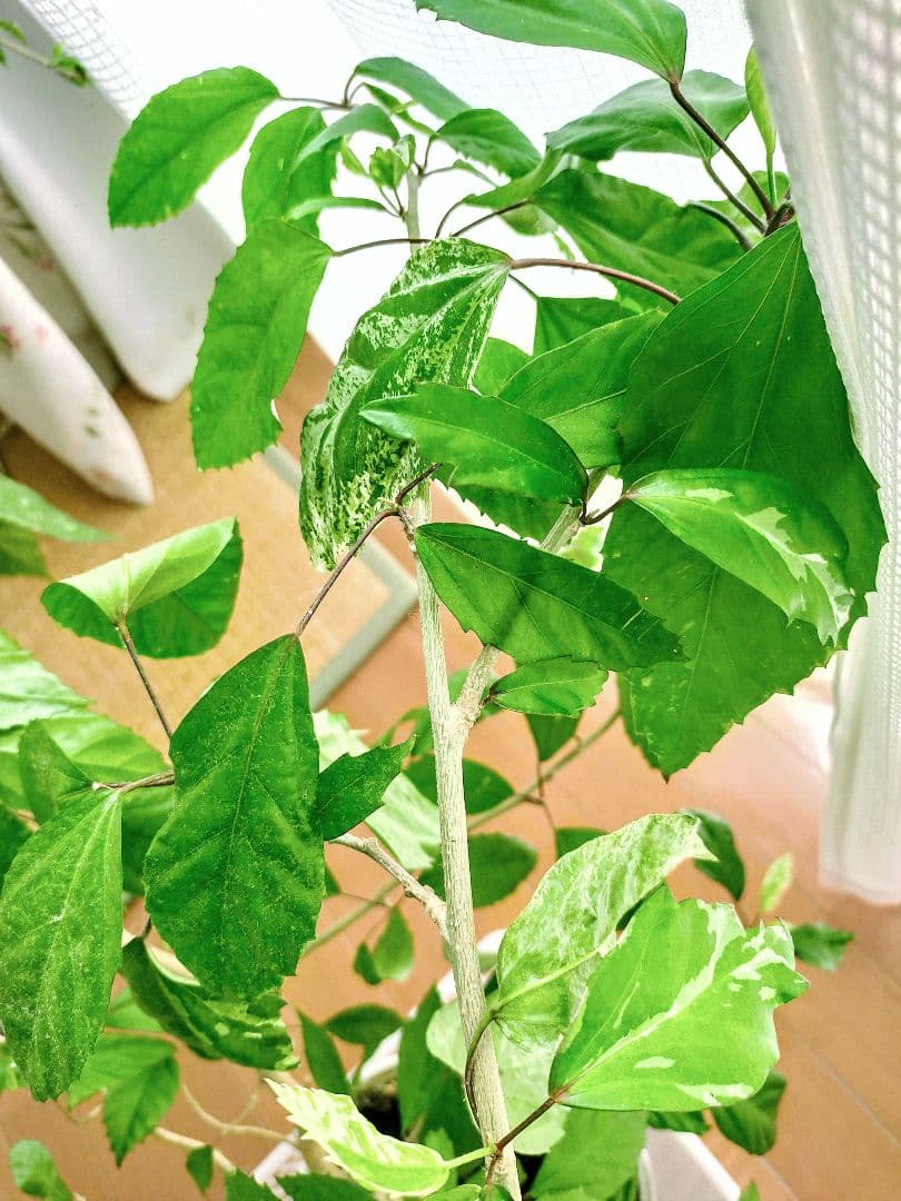 激レア❗️【手渡し・配送は要相談】斑入り観葉植物 フィカス