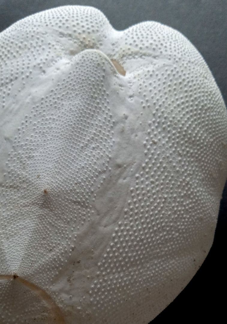 特大サイズ ライオネスブンブク ブンブク 標本 ウニ殻 - メルカリ