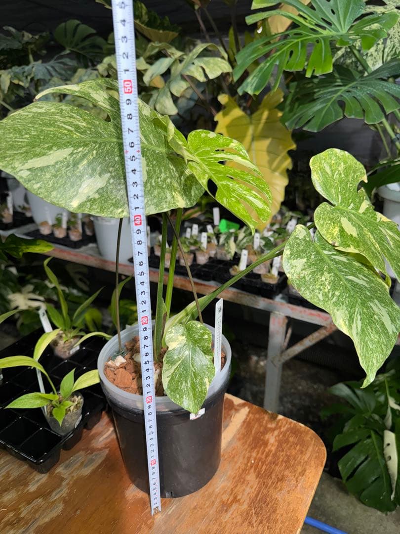 2モンステラ　レガシー　美斑入り　送料込み