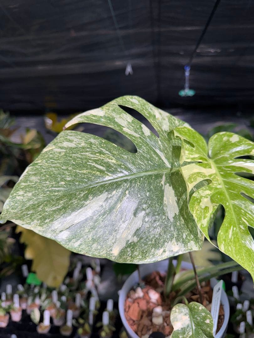 2モンステラ　レガシー　美斑入り　送料込み