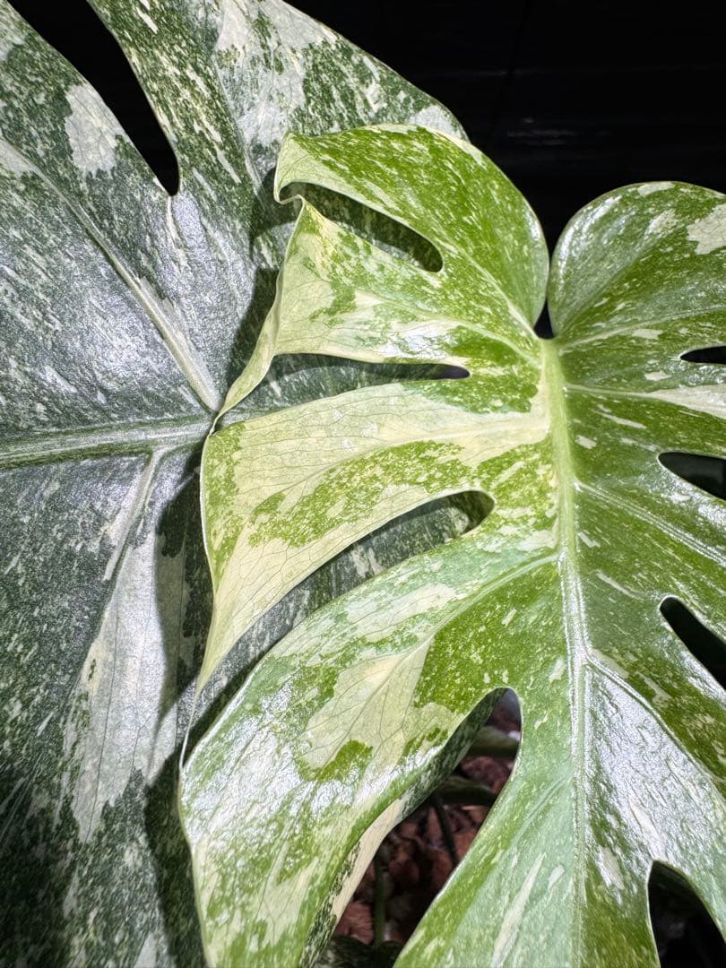 2モンステラ　レガシー　美斑入り　送料込み