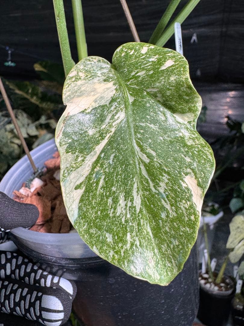 2モンステラ　レガシー　美斑入り　送料込み