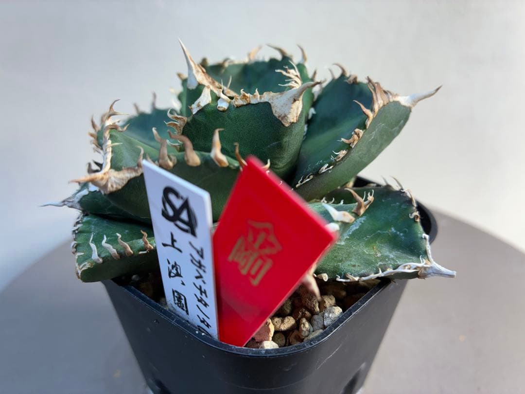 アガベ チタノタ 金剛 キングコング強棘 優良株