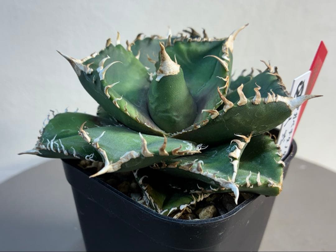 アガベ チタノタ 金剛 キングコング強棘 優良株