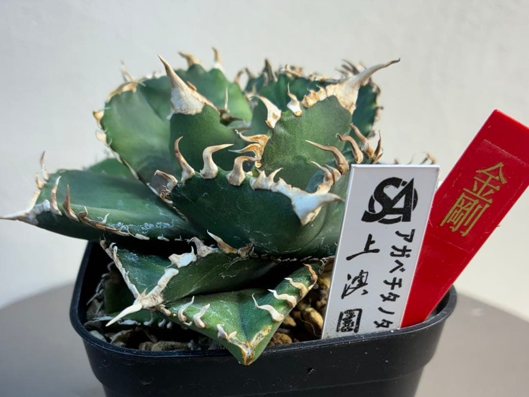 アガベ チタノタ 金剛 キングコング強棘 優良株