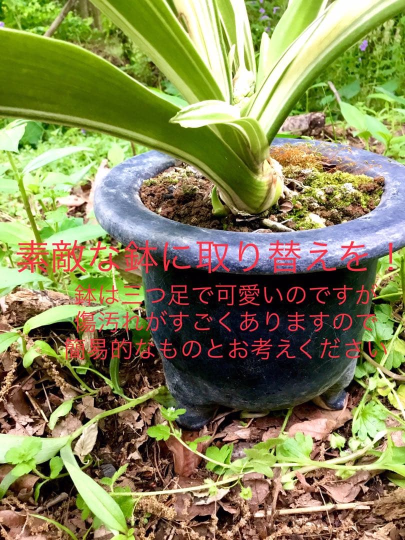 縁起植物＊希少苗＊大株【斑入りオモト＊万年青】つぼみあり＊新芽どっさり