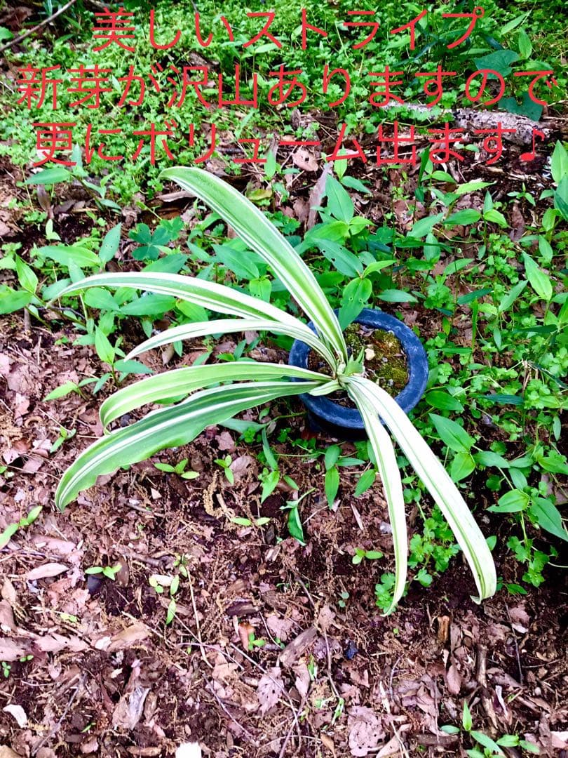 縁起植物＊希少苗＊大株【斑入りオモト＊万年青】つぼみあり＊新芽どっさり