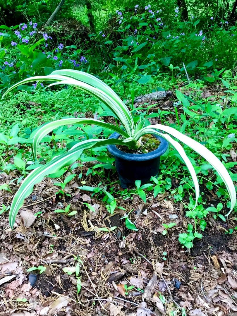 縁起植物＊希少苗＊大株【斑入りオモト＊万年青】つぼみあり＊新芽どっさり