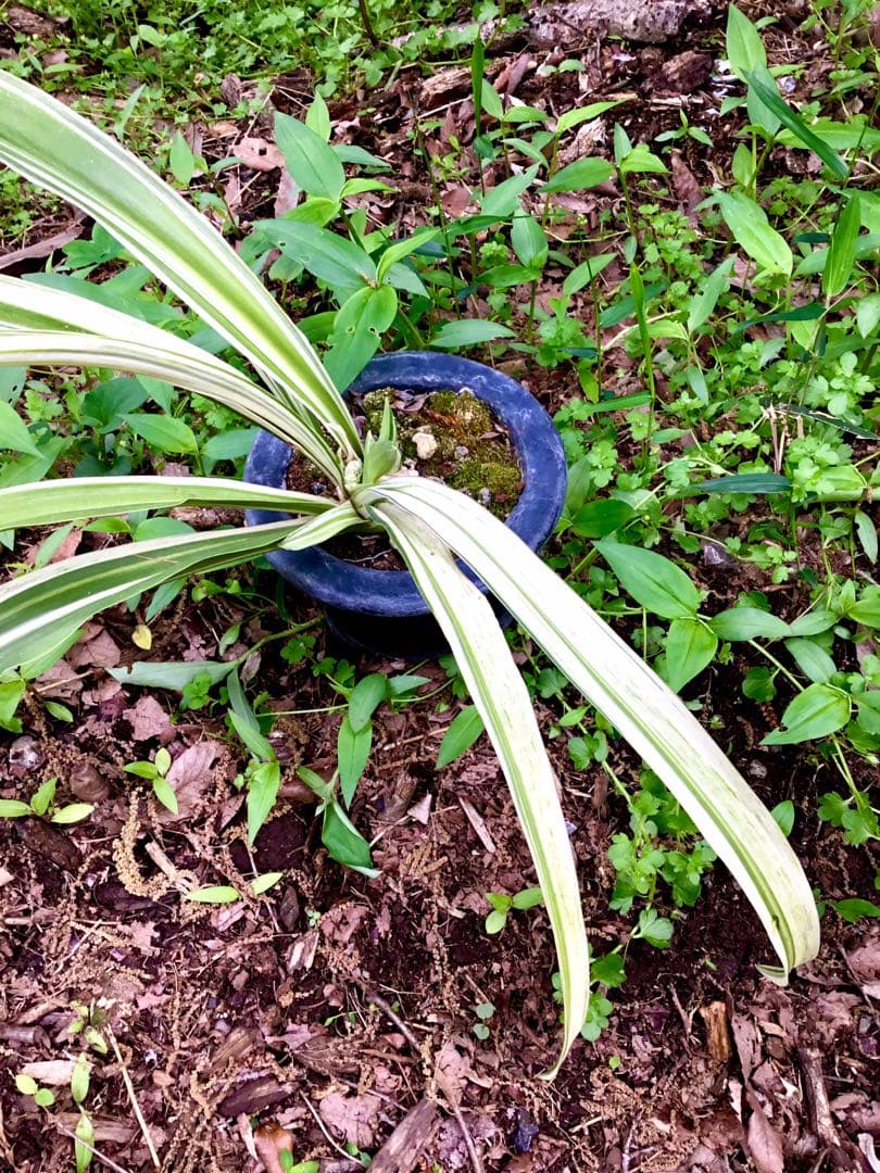 縁起植物＊希少苗＊大株【斑入りオモト＊万年青】つぼみあり＊新芽どっさり