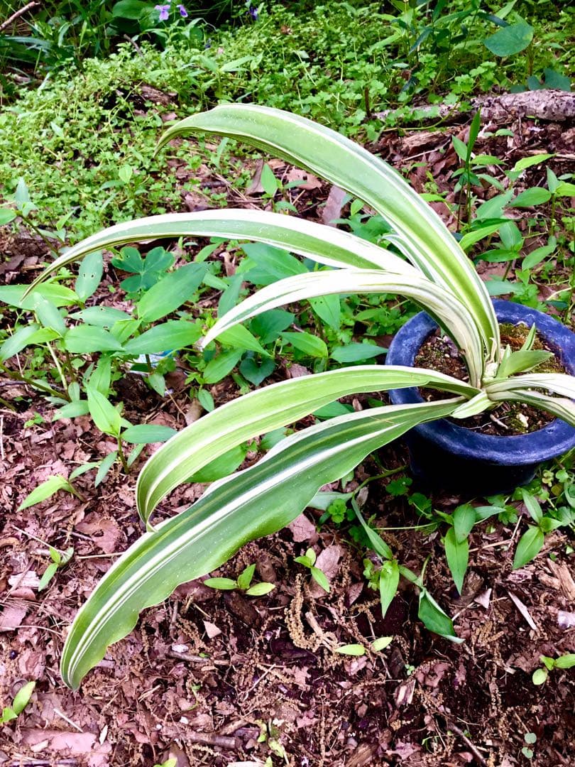 縁起植物＊希少苗＊大株【斑入りオモト＊万年青】つぼみあり＊新芽どっさり