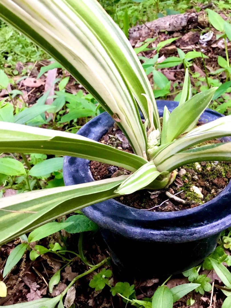 縁起植物＊希少苗＊大株【斑入りオモト＊万年青】つぼみあり＊新芽どっさり