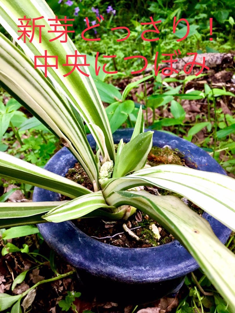 縁起植物＊希少苗＊大株【斑入りオモト＊万年青】つぼみあり＊新芽どっさり