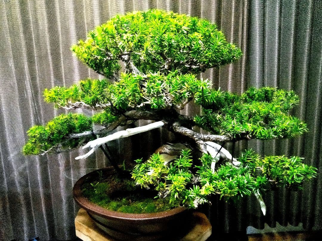 【大型　一位盆栽】真柏　　　　　⭕ド迫力❗希少価値品‼️