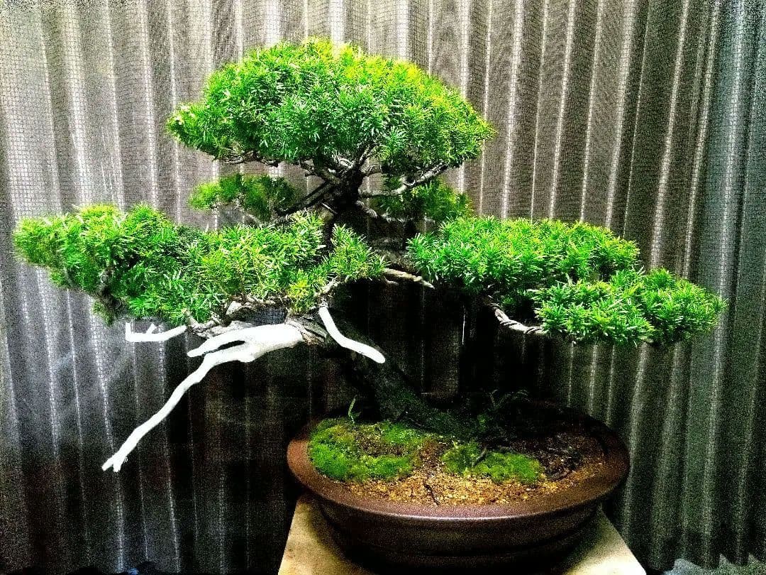 【大型　一位盆栽】真柏　　　　　⭕ド迫力❗希少価値品‼️