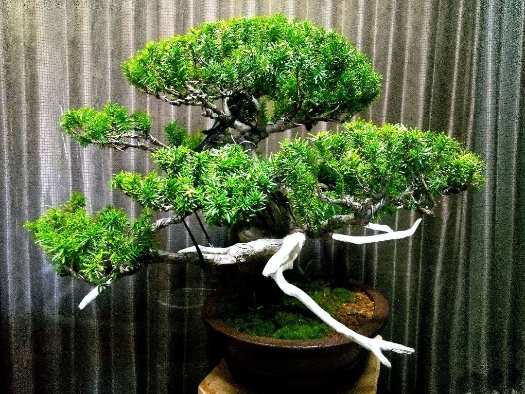 【大型　一位盆栽】真柏　　　　　⭕ド迫力❗希少価値品‼️