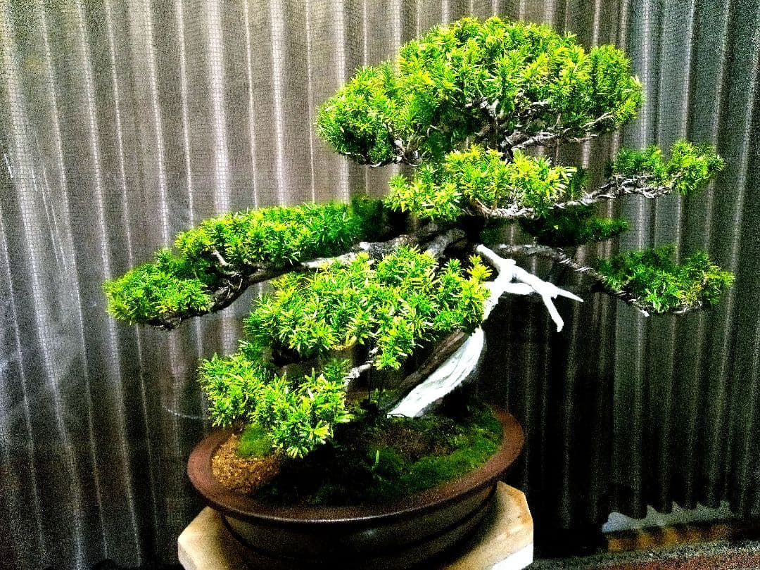 【大型　一位盆栽】真柏　　　　　⭕ド迫力❗希少価値品‼️