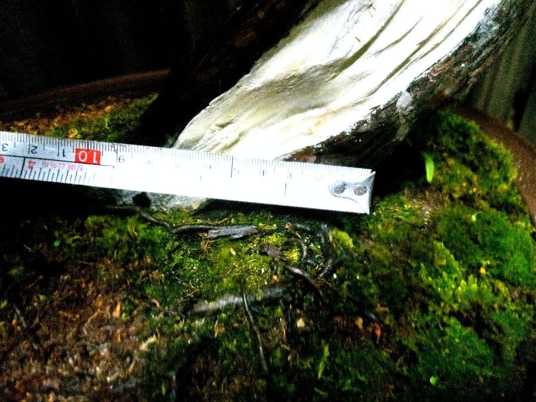 【大型　一位盆栽】真柏　　　　　⭕ド迫力❗希少価値品‼️