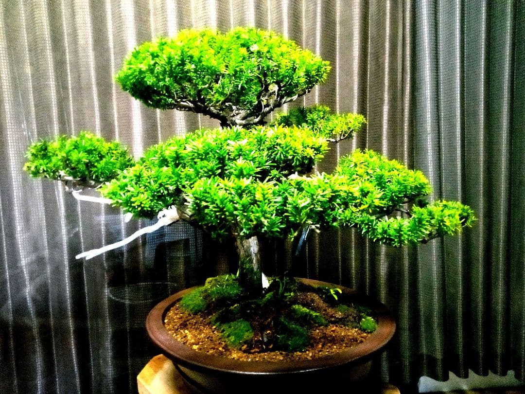 【大型　一位盆栽】真柏　　　　　⭕ド迫力❗希少価値品‼️