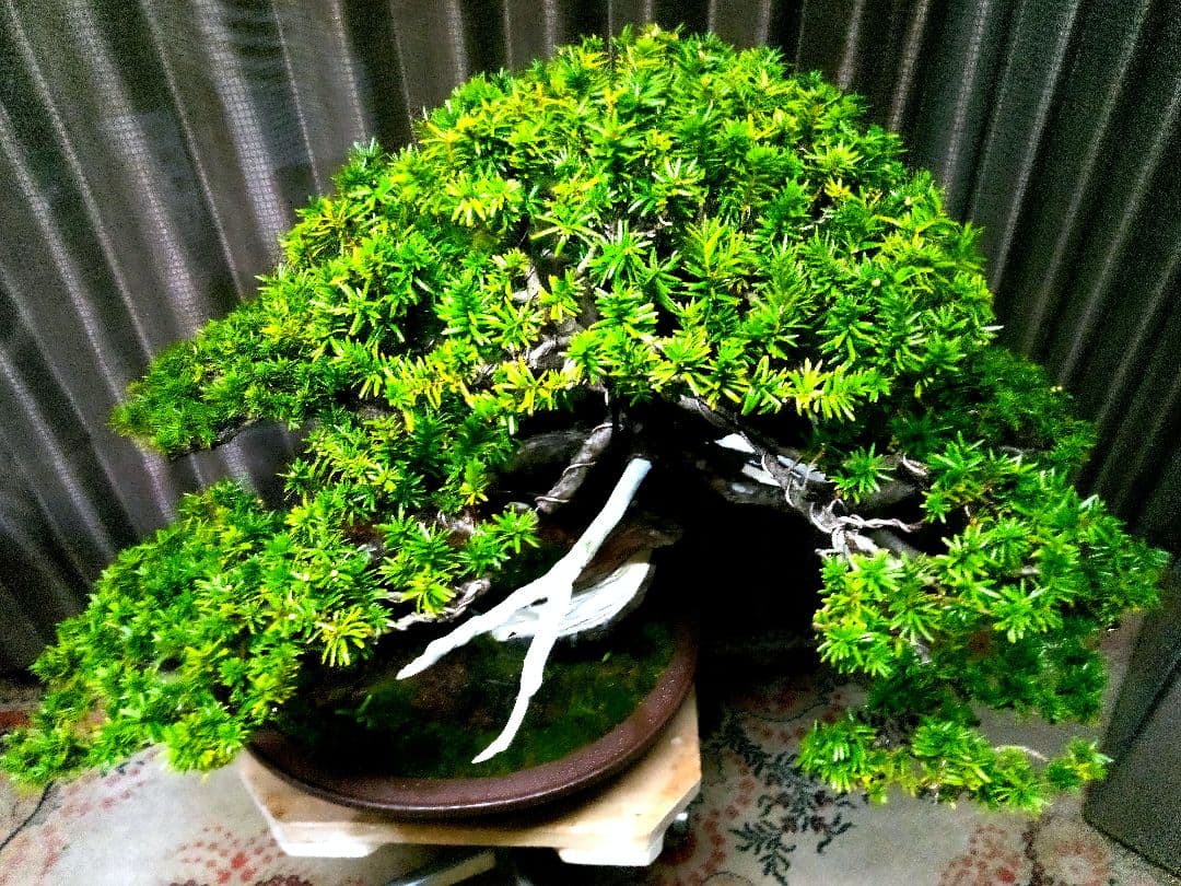 【大型　一位盆栽】真柏　　　　　⭕ド迫力❗希少価値品‼️