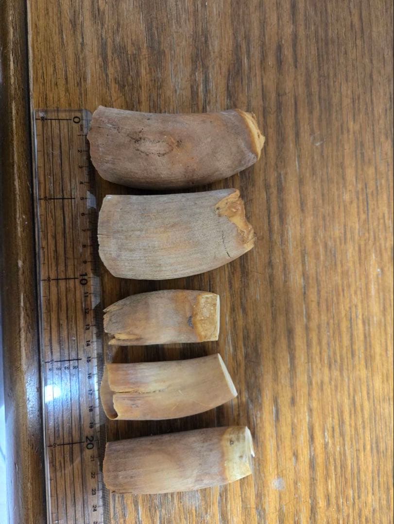 マッコウクジラの歯5個セット