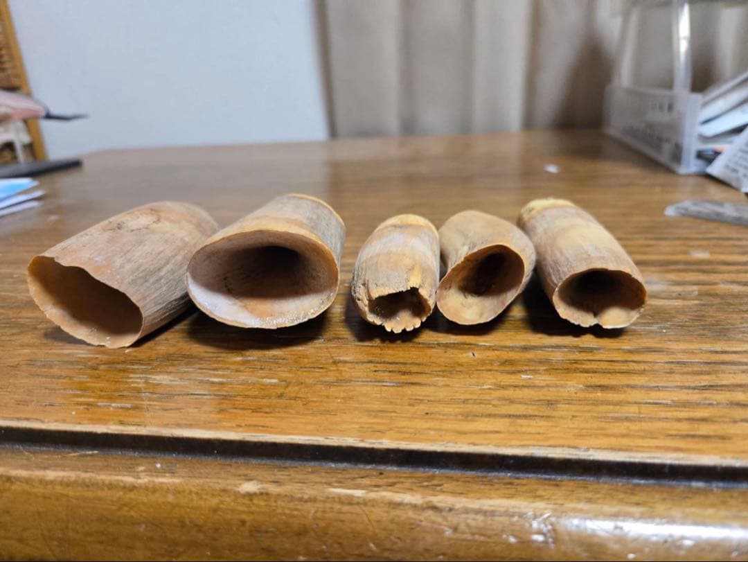 マッコウクジラの歯5個セット